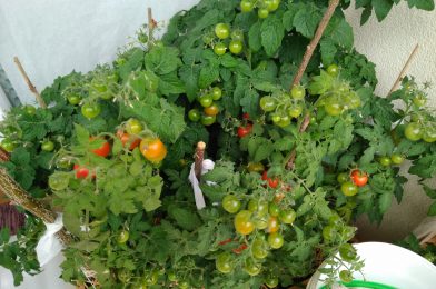 Growing tomatoes on balcony with Arduino